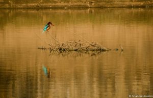 A Day At Sariska Tiger Reserve 9 Kingfisher