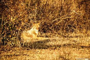 A Day At Sariska Tiger Reserve 13 Wild Dog