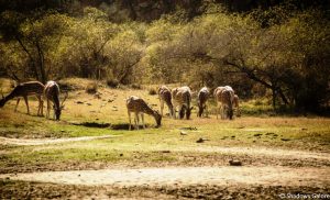 A Day At Sariska Tiger Reserve 1 Spotted_Deer_Sariska