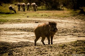 A Day At Sariska Tiger Reserve 6 Wild_Boar_Sariska