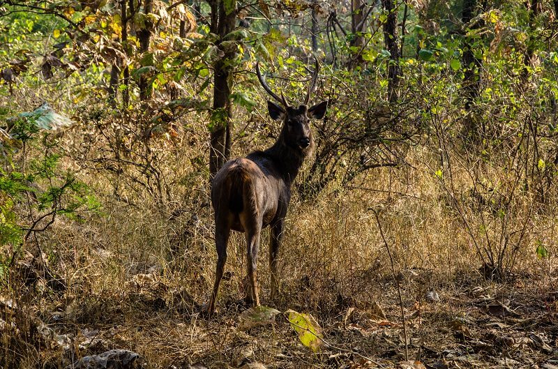 A Diary From The Jungles Of Panna