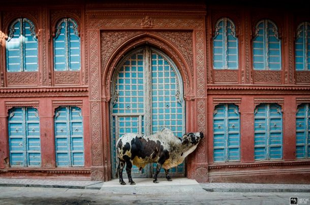 On The Merchant Trail In Bikaner | Shadows Galore