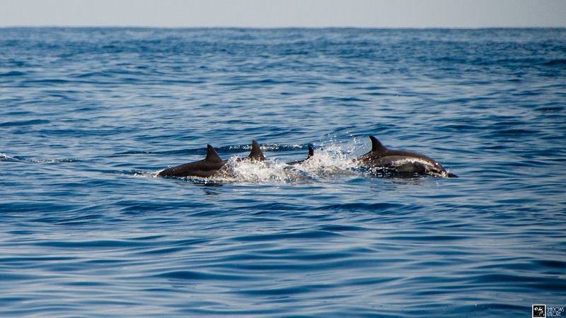 Chasing Whales In Mirissa 2 Galle Fort-Pedlar_Street