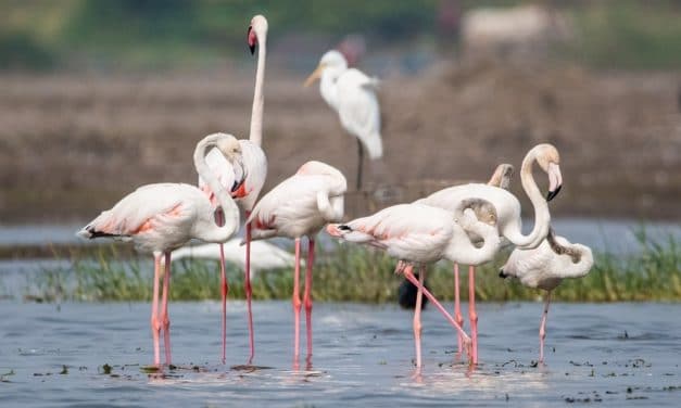 A Trip To Bhigwan Bird Sanctuary