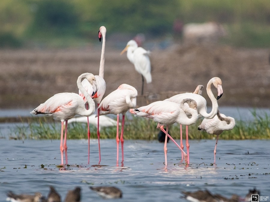 A Trip To Bhigwan Bird Sanctuary