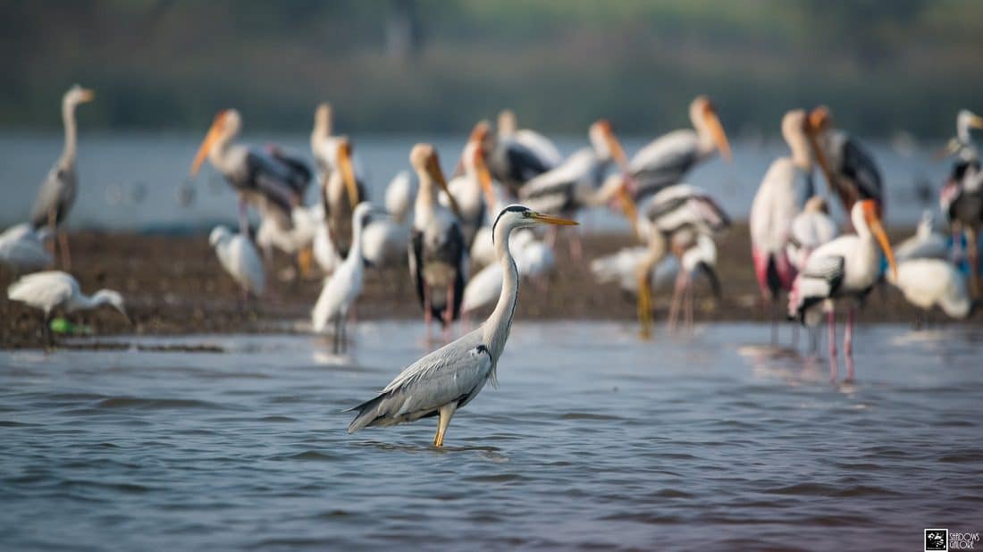 A Trip To Bhigwan Bird Sanctuary 6