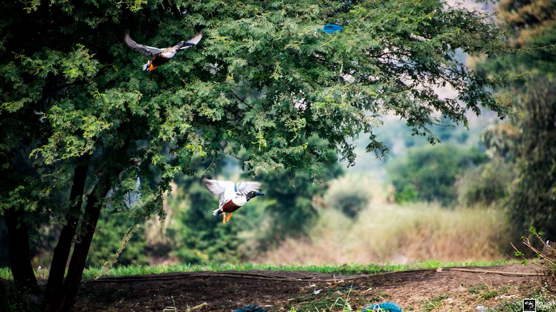 A Trip To Bhigwan Bird Sanctuary 1
