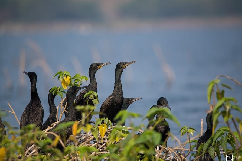 A Trip To Bhigwan Bird Sanctuary 5