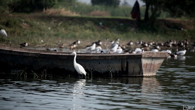 A Trip To Bhigwan Bird Sanctuary 2