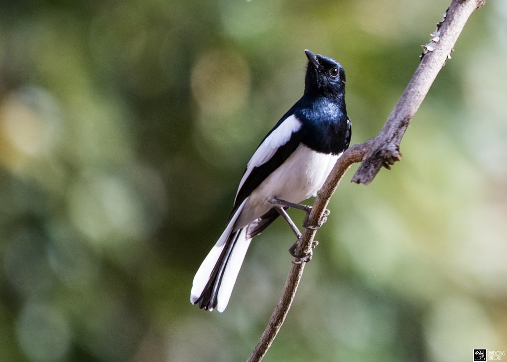 The Birds Of Sinhagad Valley 6