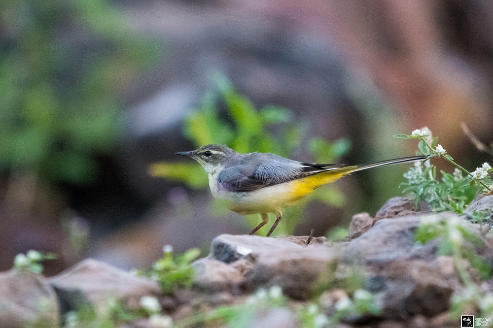 The Birds Of Sinhagad Valley 1