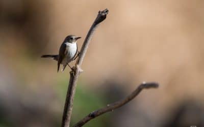 The Birds Of Sinhagad Valley