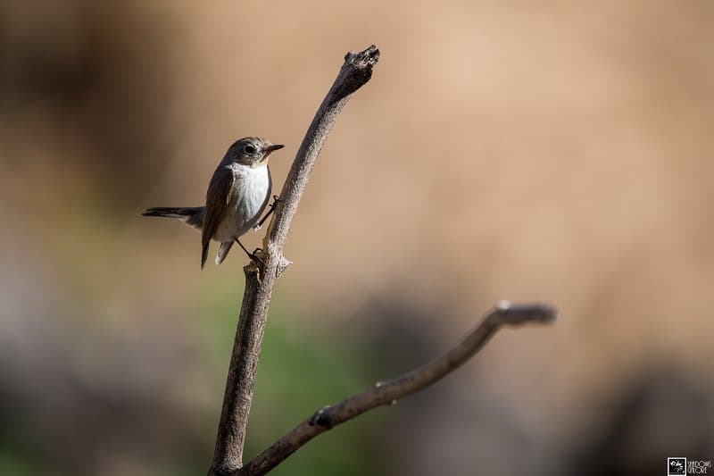 The Birds Of Sinhagad Valley