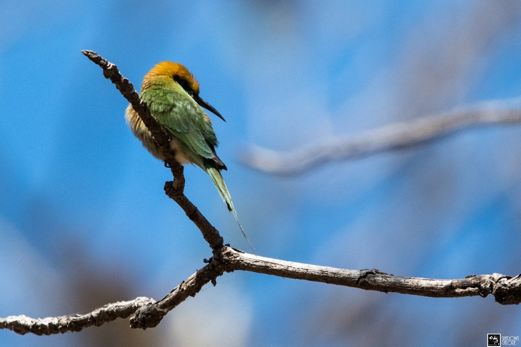 The Birds Of Sinhagad Valley 12