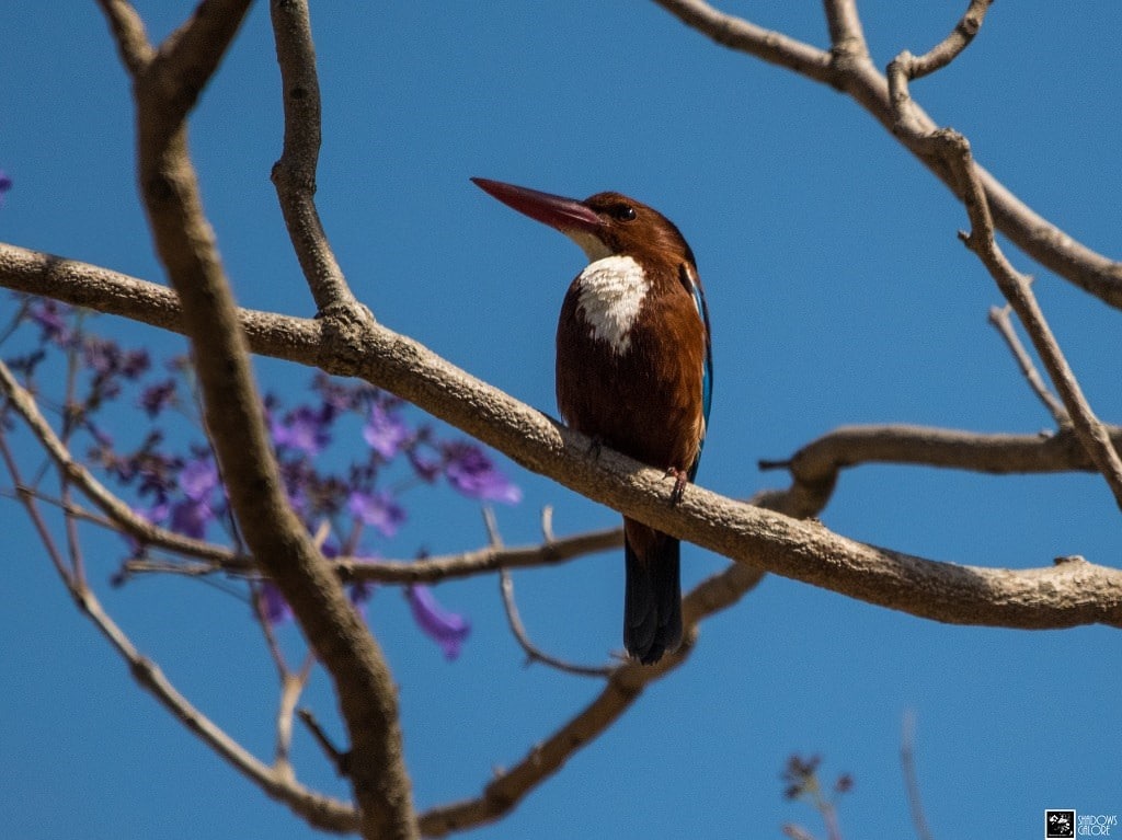 The Birds Of Sinhagad Valley 15