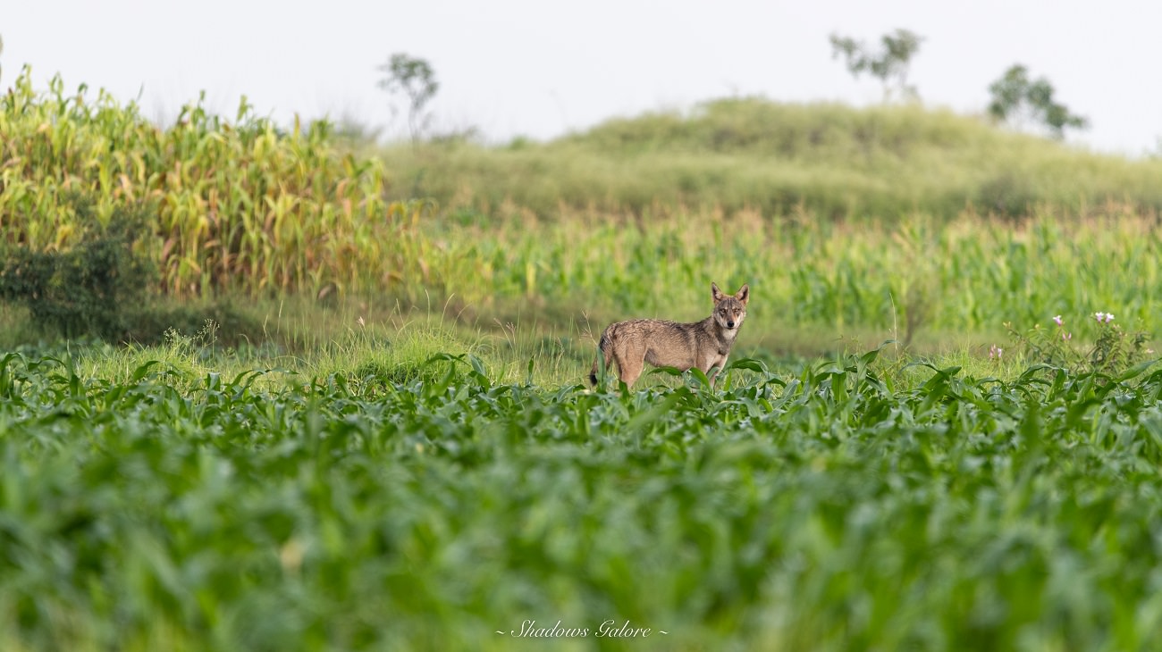 A wolf in a field near Bhigwan A wolf in a field near Bhigwan