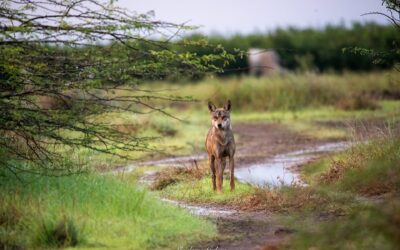 The Wolves of Bhigwan