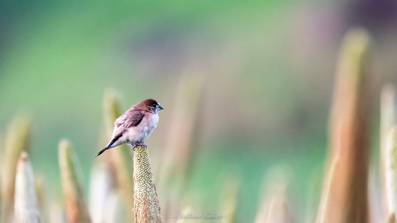 Indian_silverbill Indian_silverbill