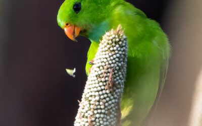 A Morning With The Vernal Hanging Parrots