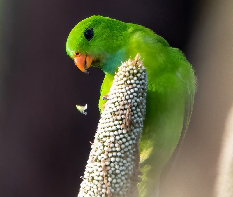A Morning With The Vernal Hanging Parrots
