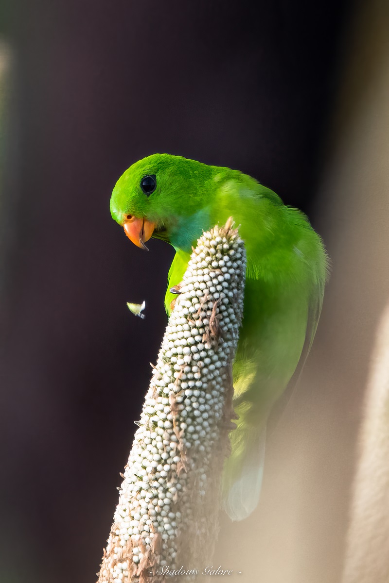 A Morning With The Vernal Hanging Parrots | Shadows Galore