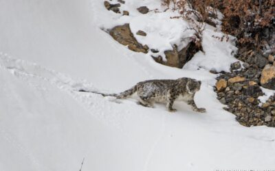 To The Snow Leopard Expedition