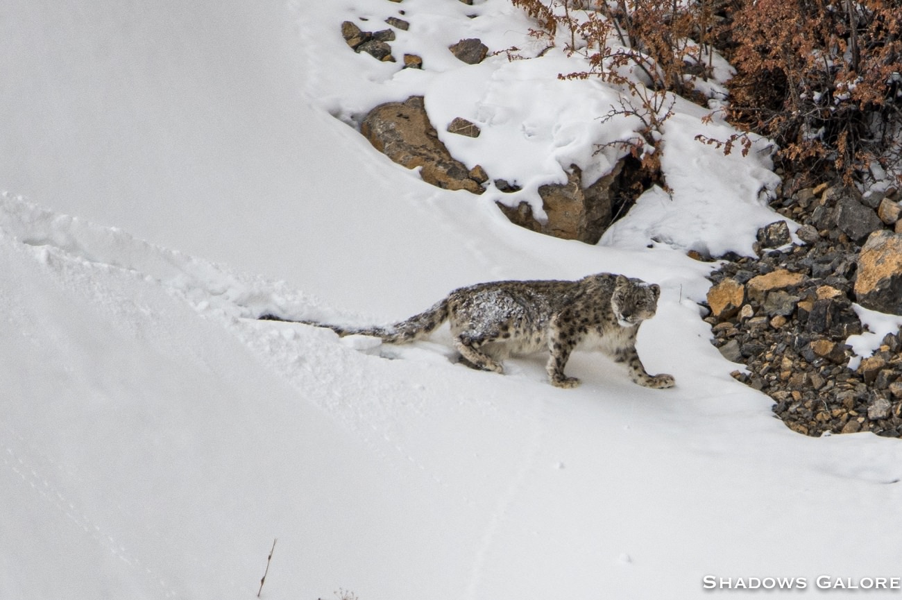 To The Snow Leopard Expedition | Shadows Galore
