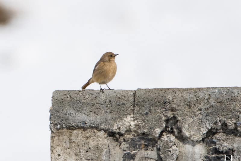 Black Redstart