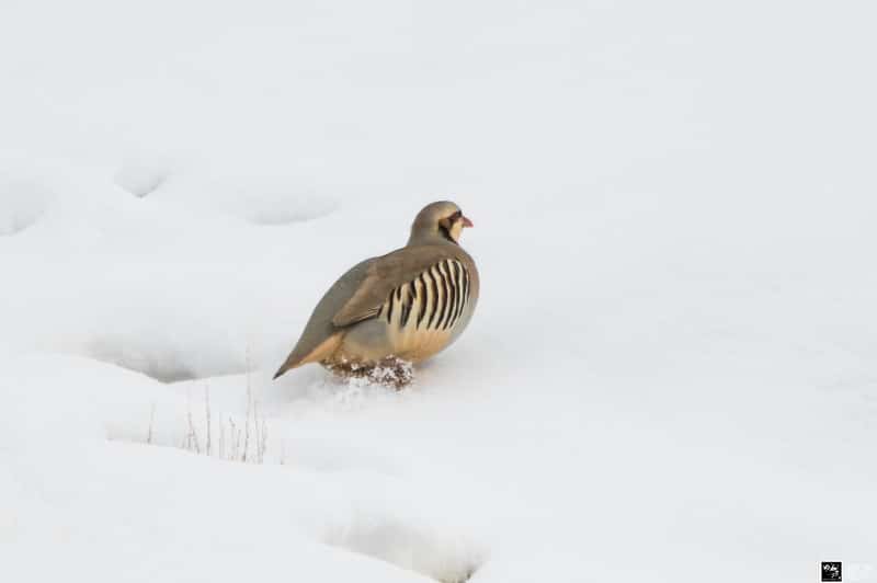 Chukar_Partridge