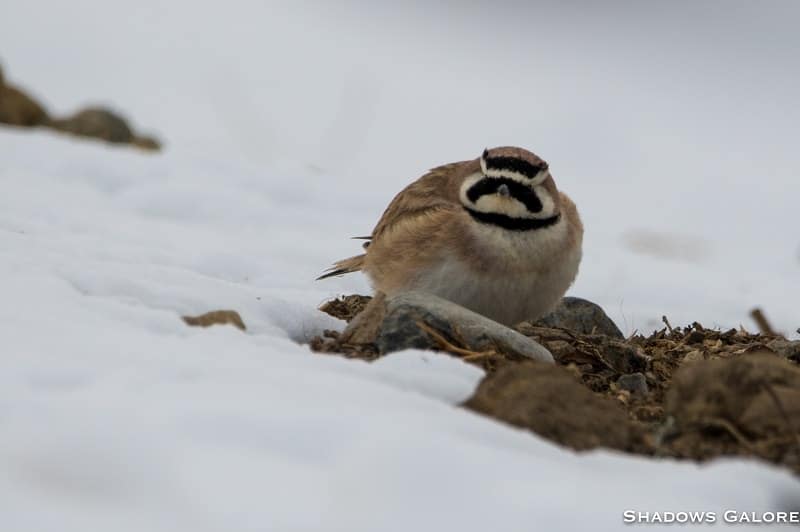Horned_Lark_Kibber