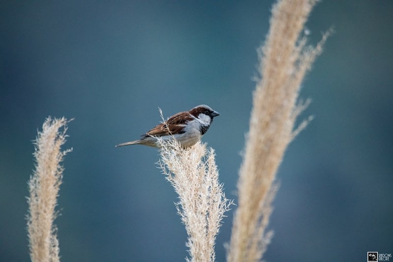 Mountain Sparrow