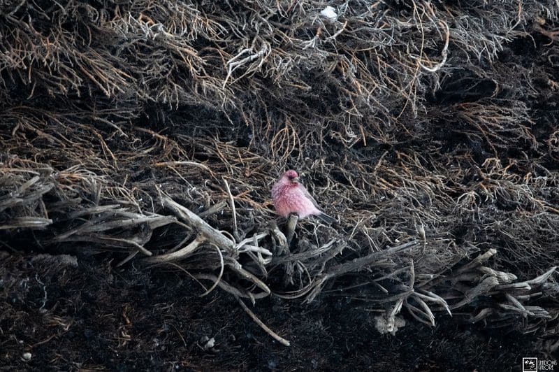 Rosefinch