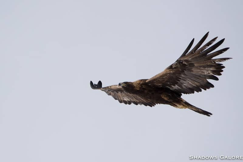 Steppe Eagle