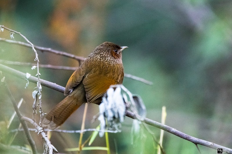 Streaked Laughingthrush