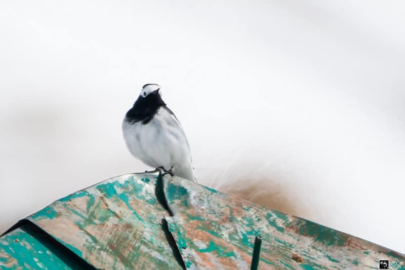 White_Wagtail