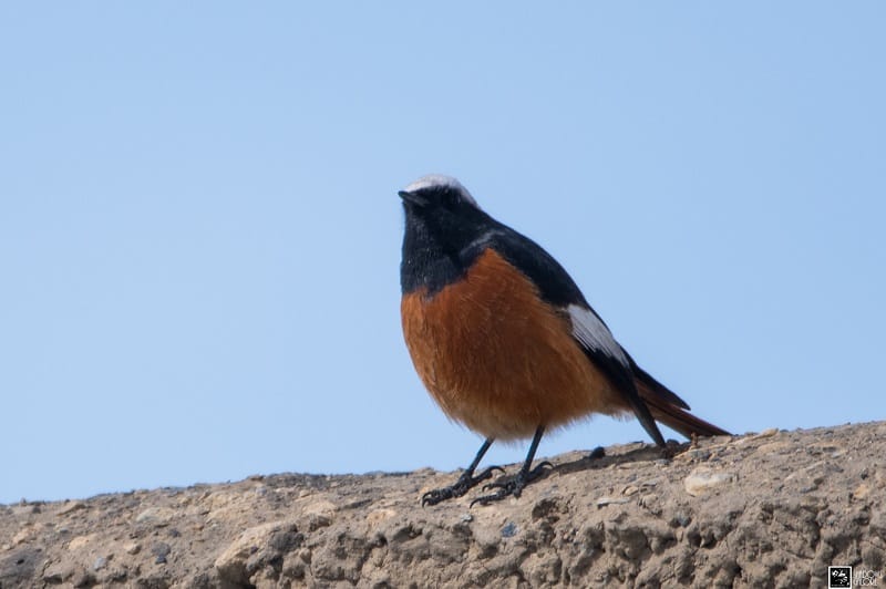 White_Winged_Redstart